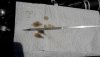 20180625_130903_dipstick_small.jpg